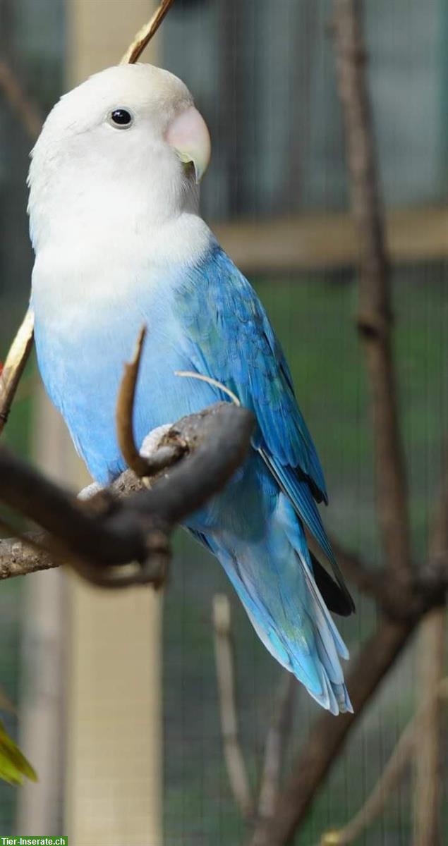 Rosenköpfchen (Agapornis roseicollis) Hahn