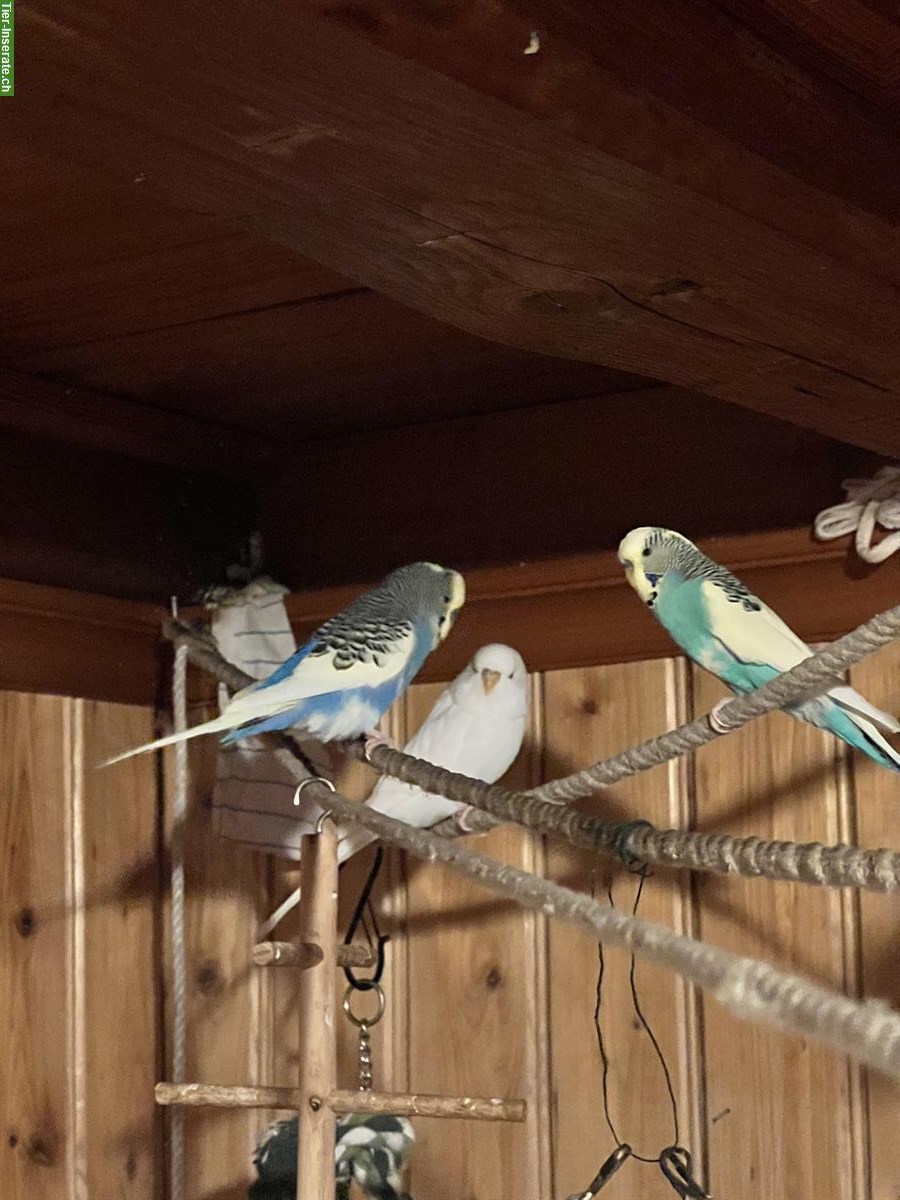 3 Wellensittiche mit grosser Voliere und Zubehör