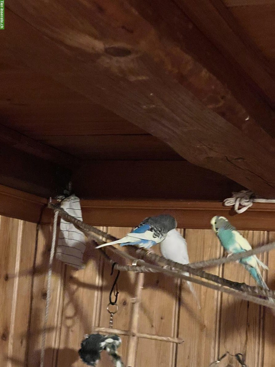 Bild 2: 3 Wellensittiche mit grosser Voliere und Zubehör