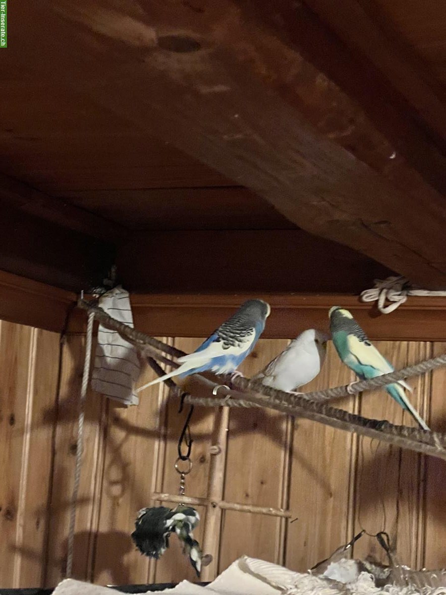 Bild 3: 3 Wellensittiche mit grosser Voliere und Zubehör