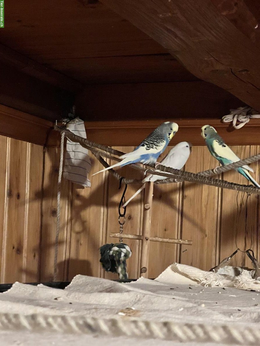 Bild 4: 3 Wellensittiche mit grosser Voliere und Zubehör