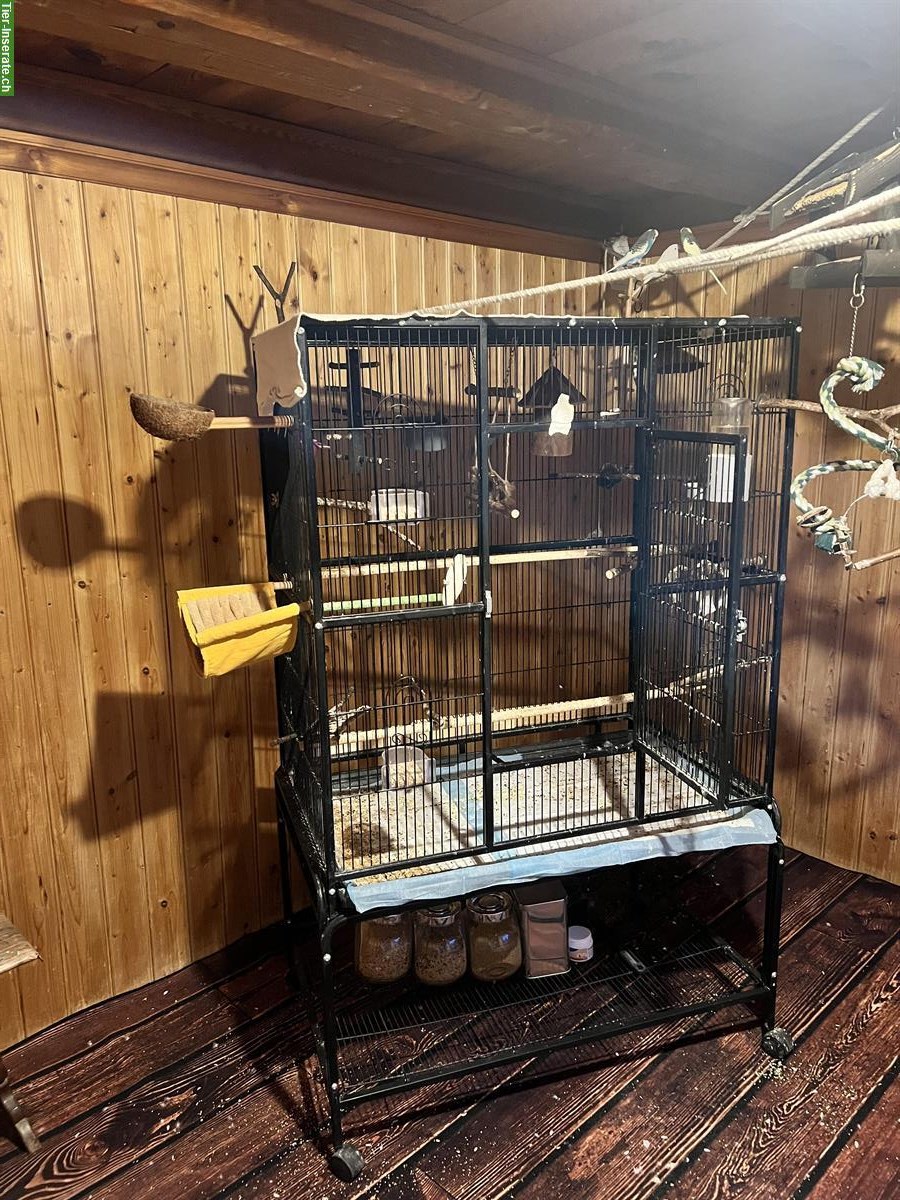 Bild 5: 3 Wellensittiche mit grosser Voliere und Zubehör