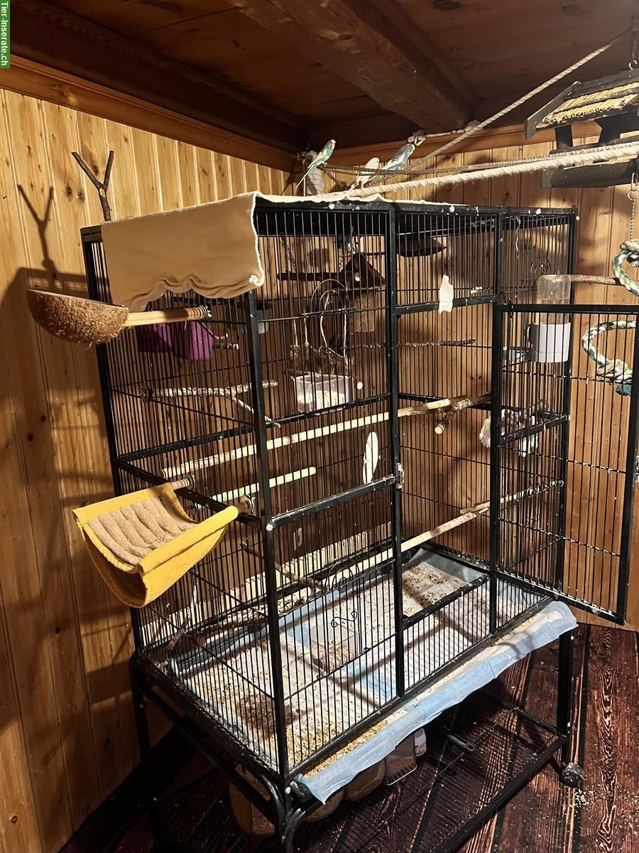 Bild 6: 3 Wellensittiche mit grosser Voliere und Zubehör