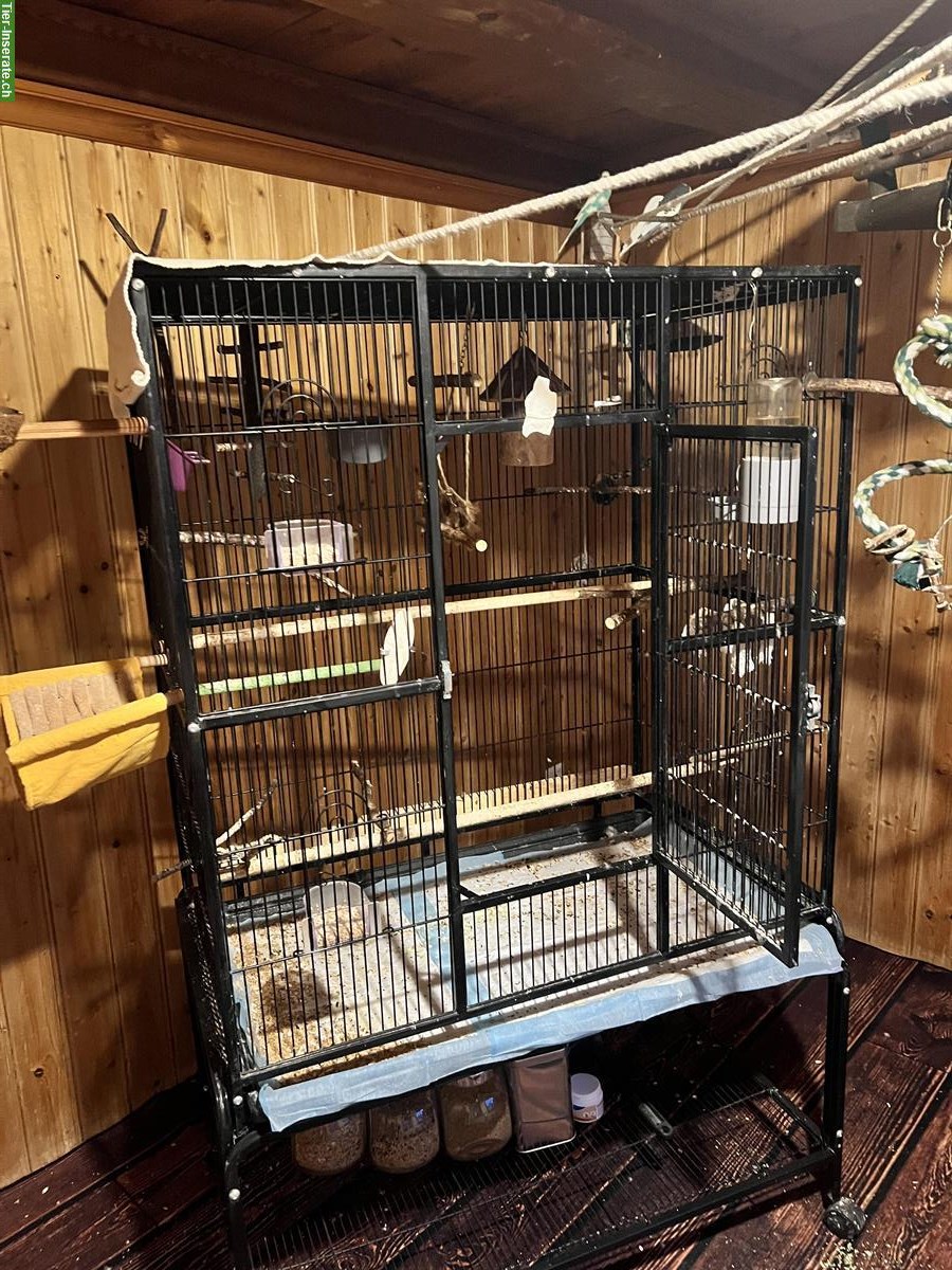 Bild 7: 3 Wellensittiche mit grosser Voliere und Zubehör