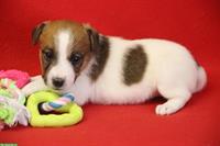 Parson Russell Terrier Welpen, Hündinnen
