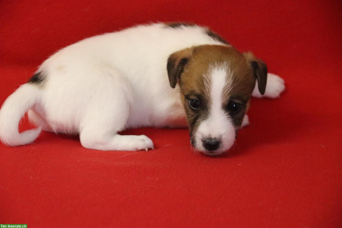 Bild 2: Parson Russell Terrier Welpen, Hündinnen