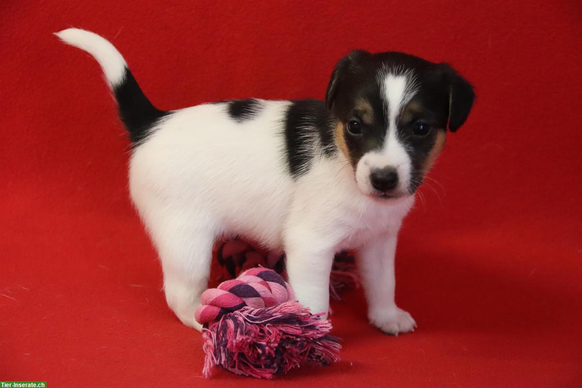 Bild 3: Parson Russell Terrier Welpen, Hündinnen