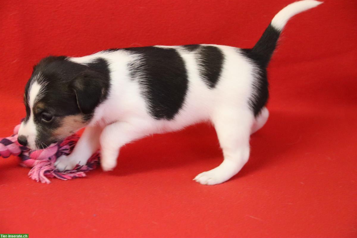 Bild 4: Parson Russell Terrier Welpen, Hündinnen