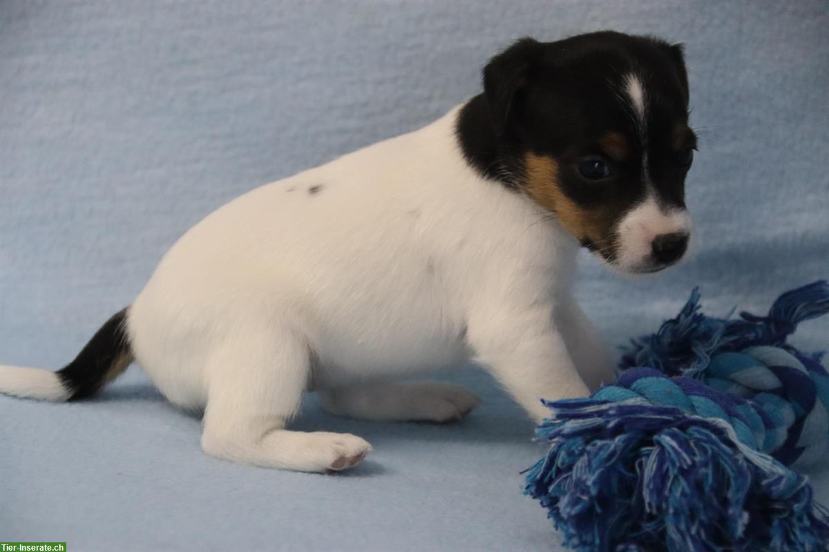 Bild 5: Parson Russell Terrier Welpen, Hündinnen