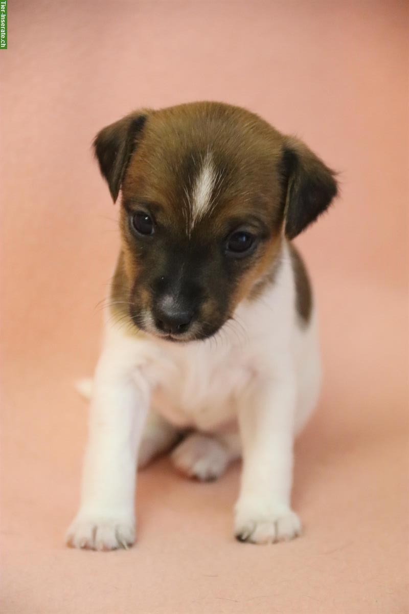 Bild 7: Parson Russell Terrier Welpen, Hündinnen
