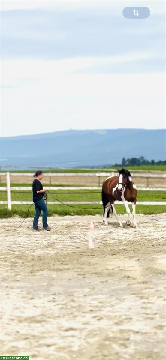Bild 2: Hübsche Andalusier Stute, sehr menschenbezogen
