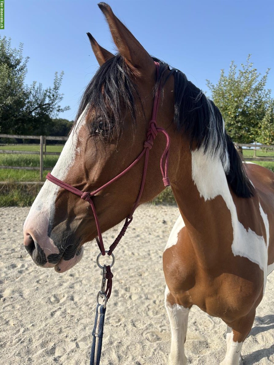 Bild 3: Hübsche Andalusier Stute, sehr menschenbezogen