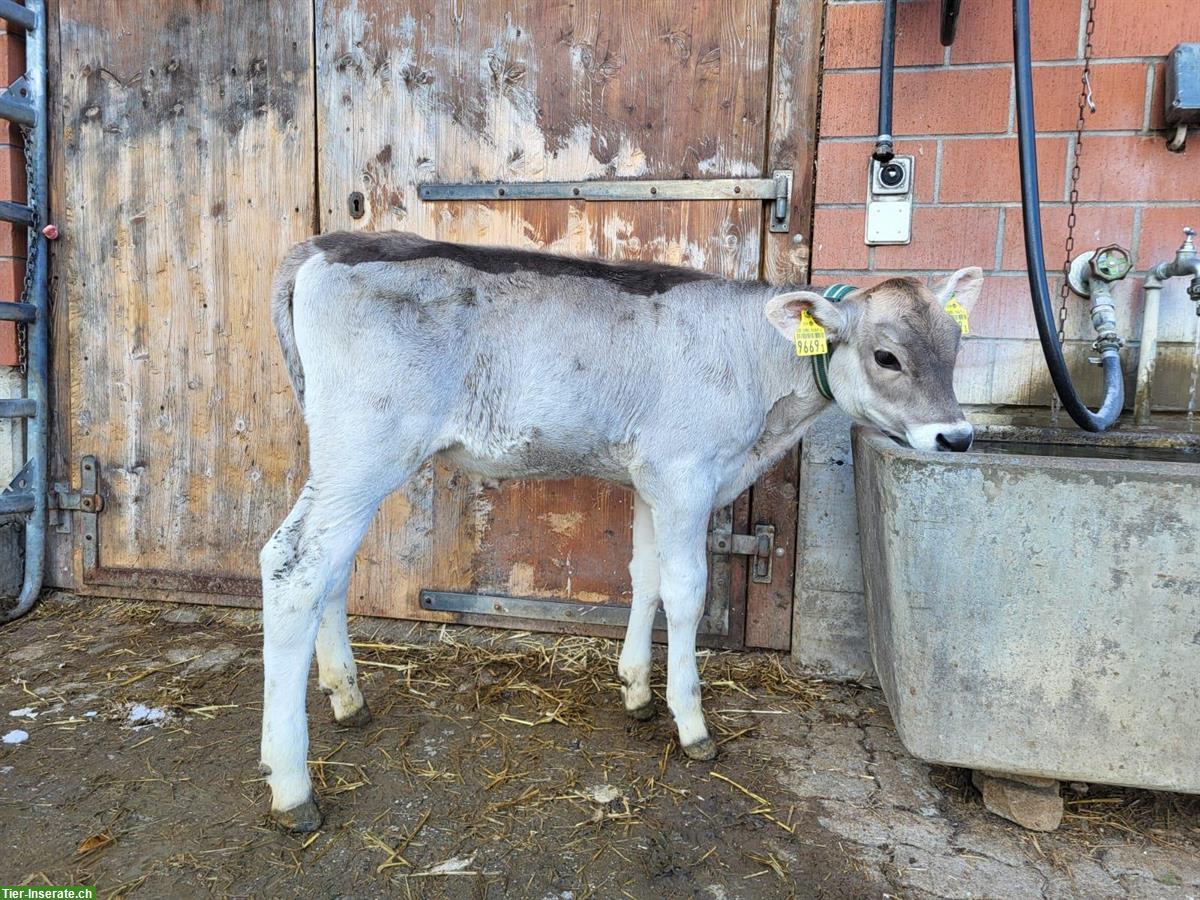 Kuhkälber 5 Monate mit Genomtest, teils hornlos