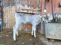 Kuhkälber 5 Monate mit Genomtest, teils hornlos