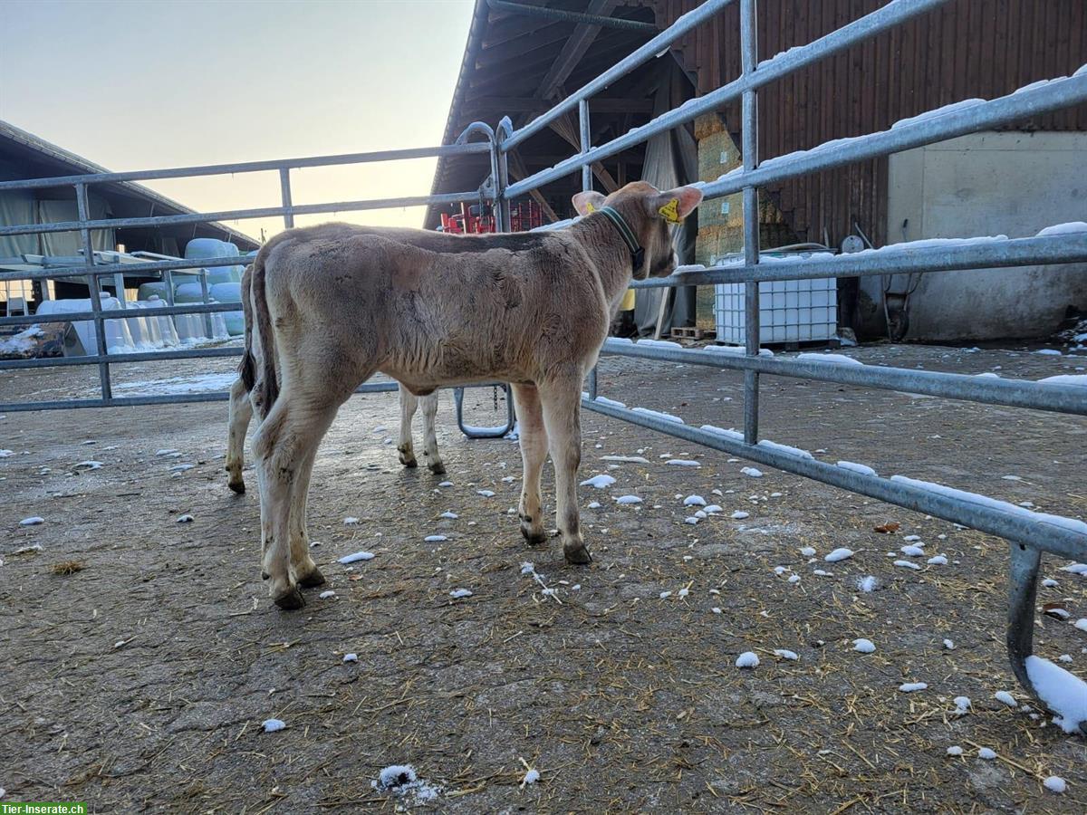 Bild 2: Kuhkälber 5 Monate mit Genomtest, teils hornlos