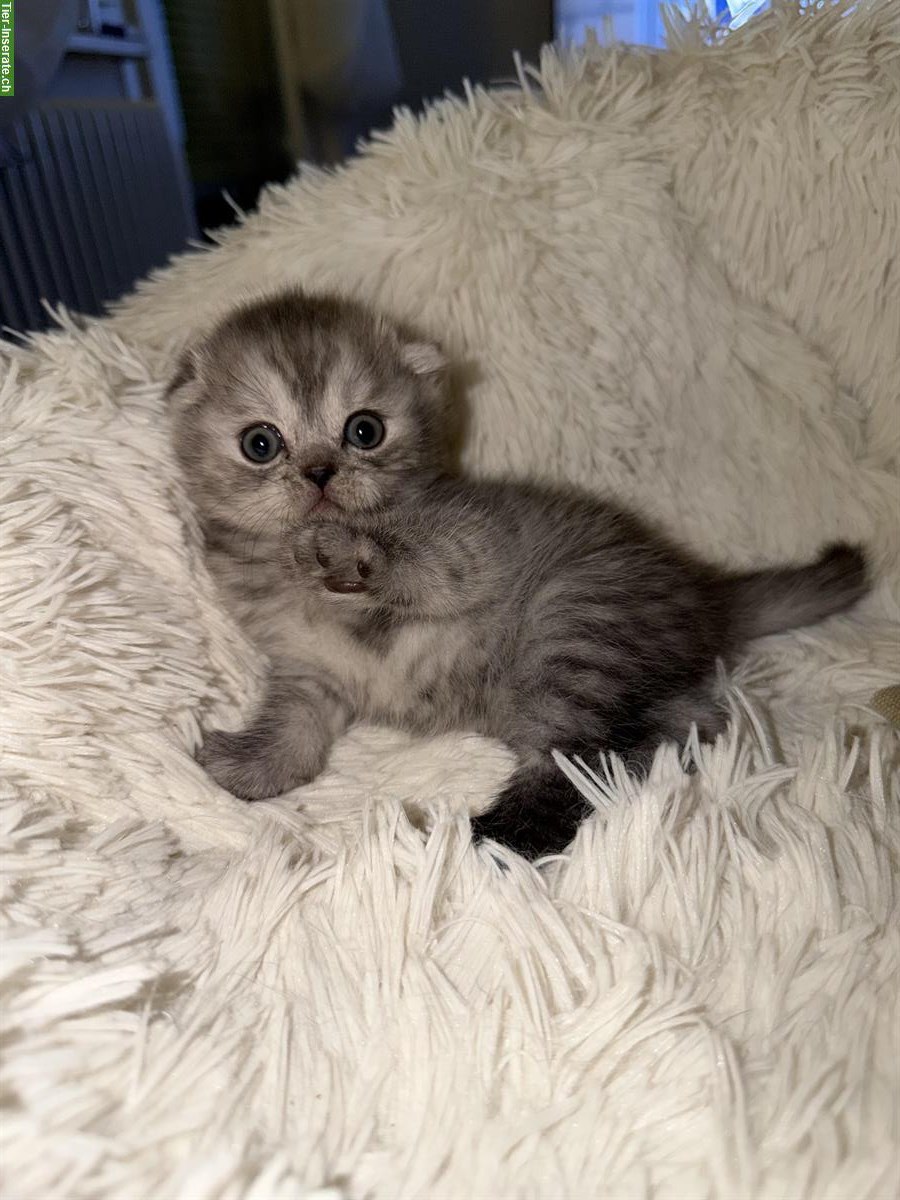 BKH-Kitten (weiblich) sucht ein Zuhause