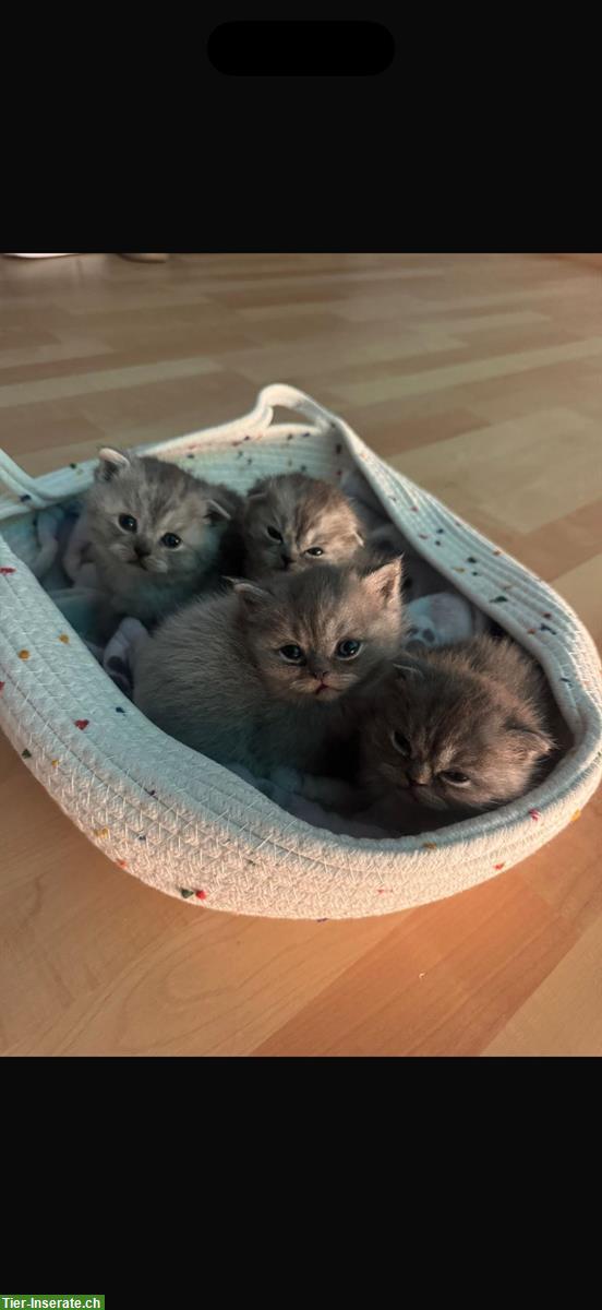 Bild 2: BKH-Kitten (weiblich) sucht ein Zuhause