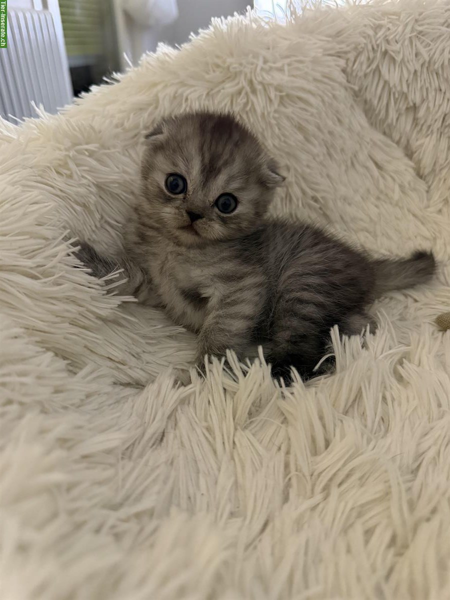 Bild 3: BKH-Kitten (weiblich) sucht ein Zuhause