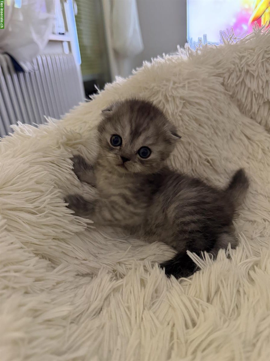 Bild 4: BKH-Kitten (weiblich) sucht ein Zuhause