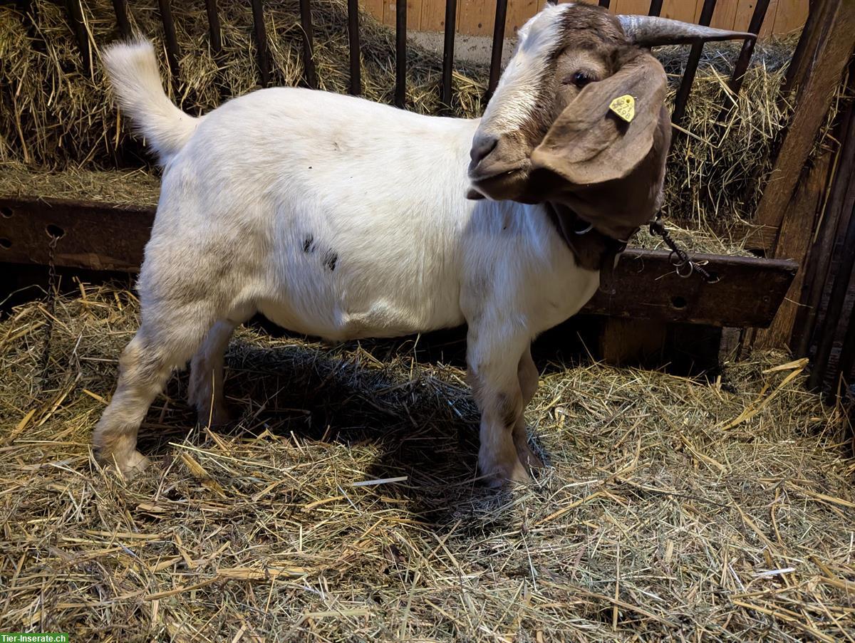 Schöner Burenziegenbock zu verkaufen