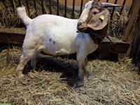 Schöner Burenziegenbock zu verkaufen