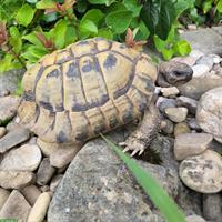 Griechische Landschildkröten, 20 und 40 Jahre, suchen neuen Garten