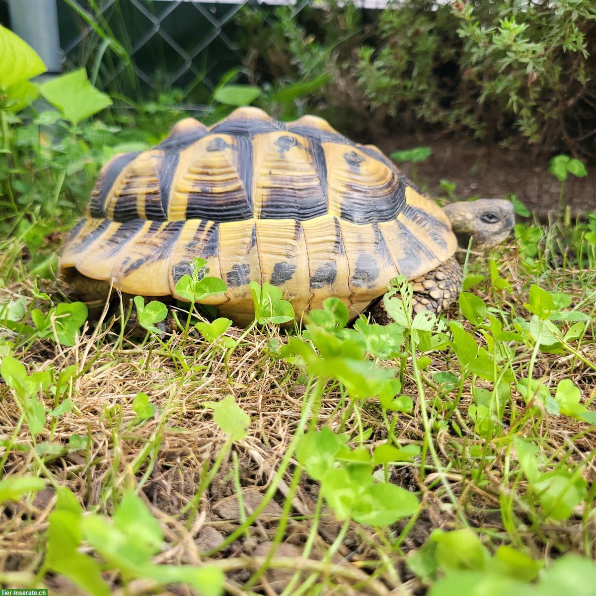 Bild 2: Griechische Landschildkröten, 20 und 40 Jahre, suchen neuen Garten
