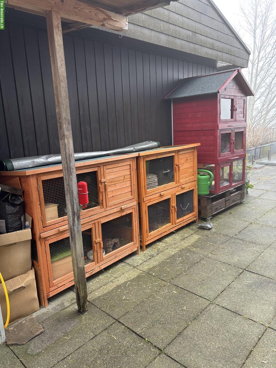 Suche California Meerschweinchen Böckli