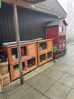 Suche California Meerschweinchen Böckli