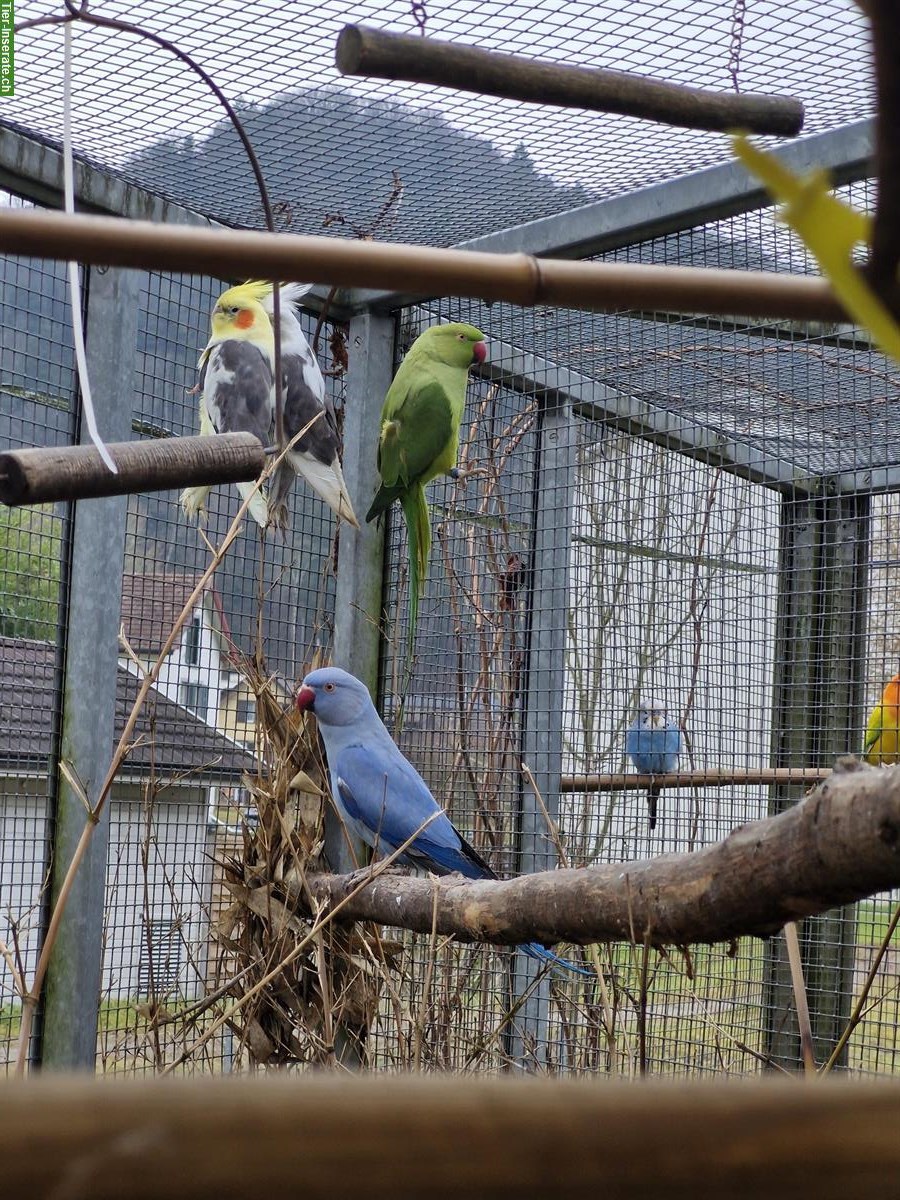 Bild 2: Halsbandsittich Paar zu verkaufen