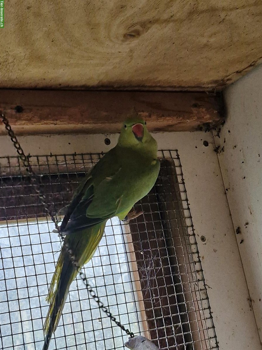 Bild 3: Halsbandsittich Paar zu verkaufen