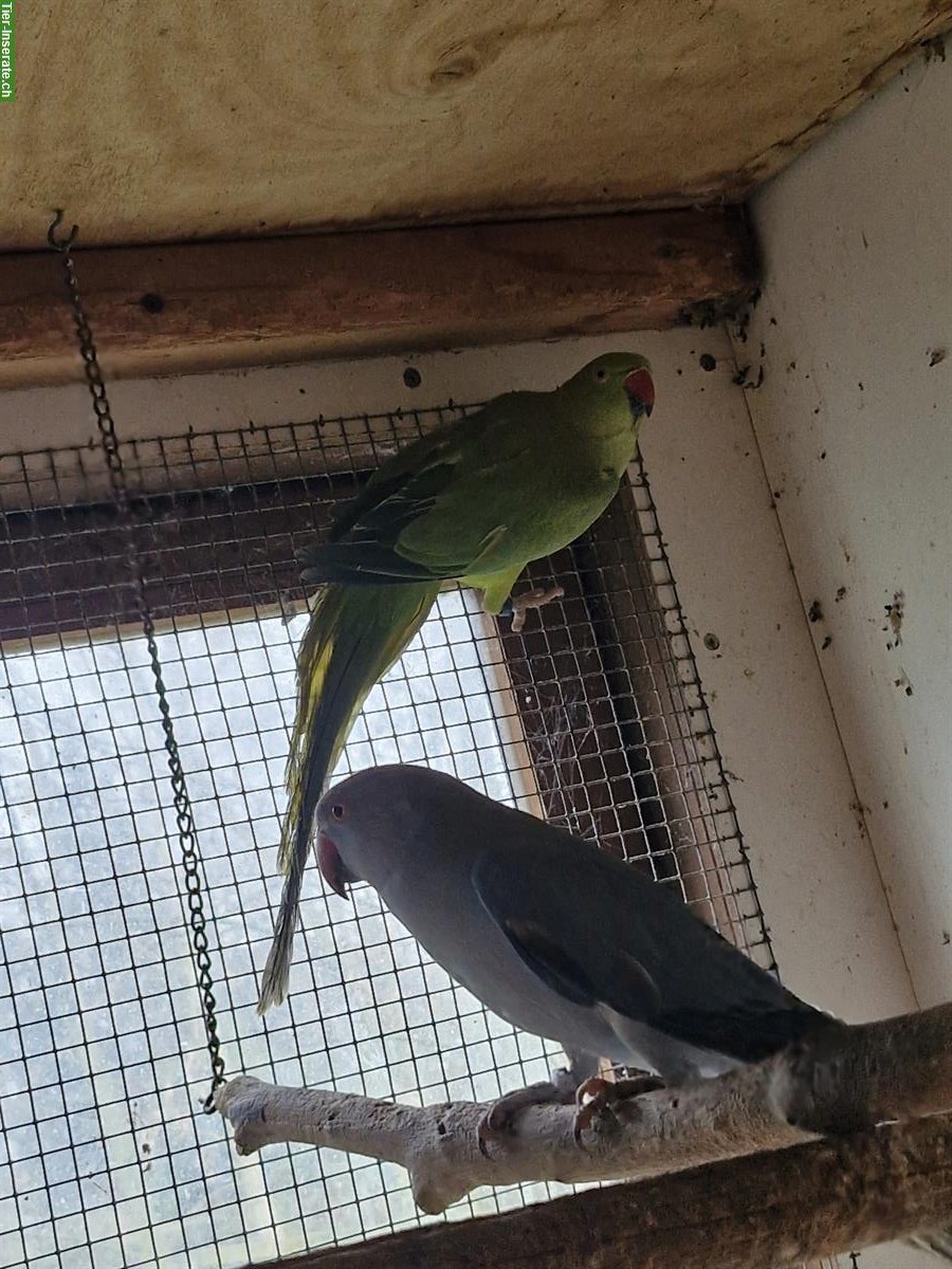 Bild 4: Halsbandsittich Paar zu verkaufen