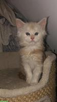 Reinrassige Maine Coon Kitten mit Stammbaum zu verkaufen