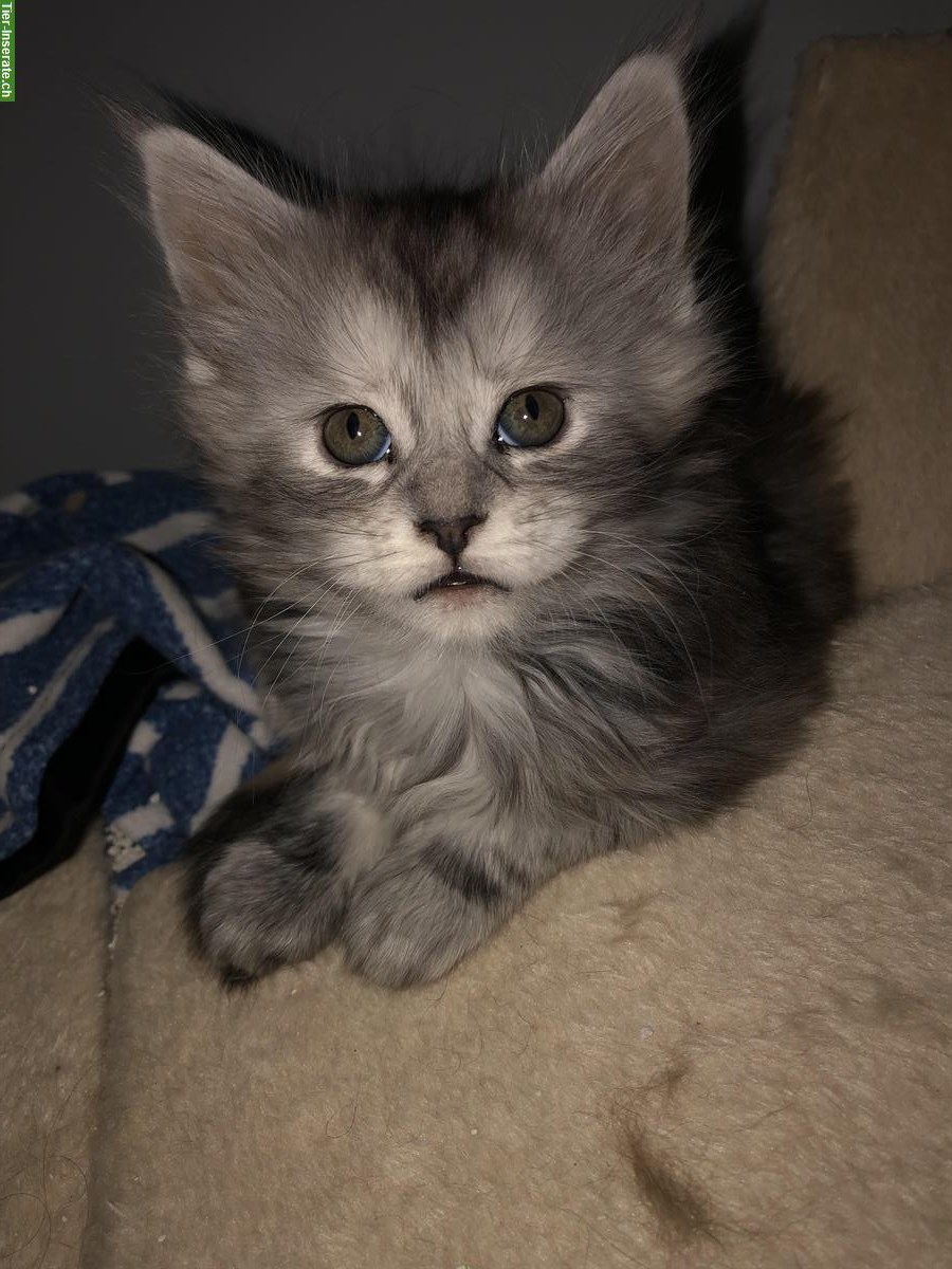 Bild 2: Reinrassige Maine Coon Kitten mit Stammbaum zu verkaufen