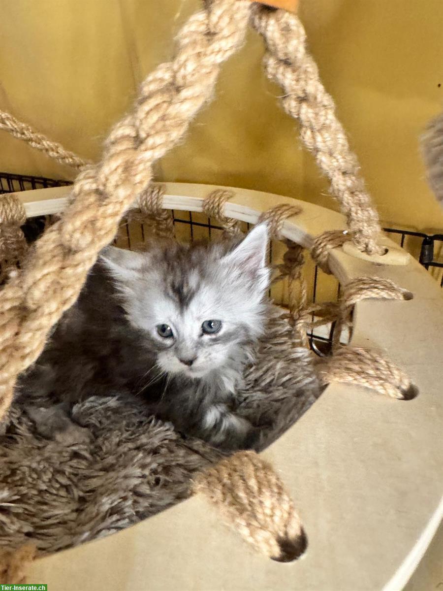 Bild 3: Reinrassige Maine Coon Kitten mit Stammbaum zu verkaufen