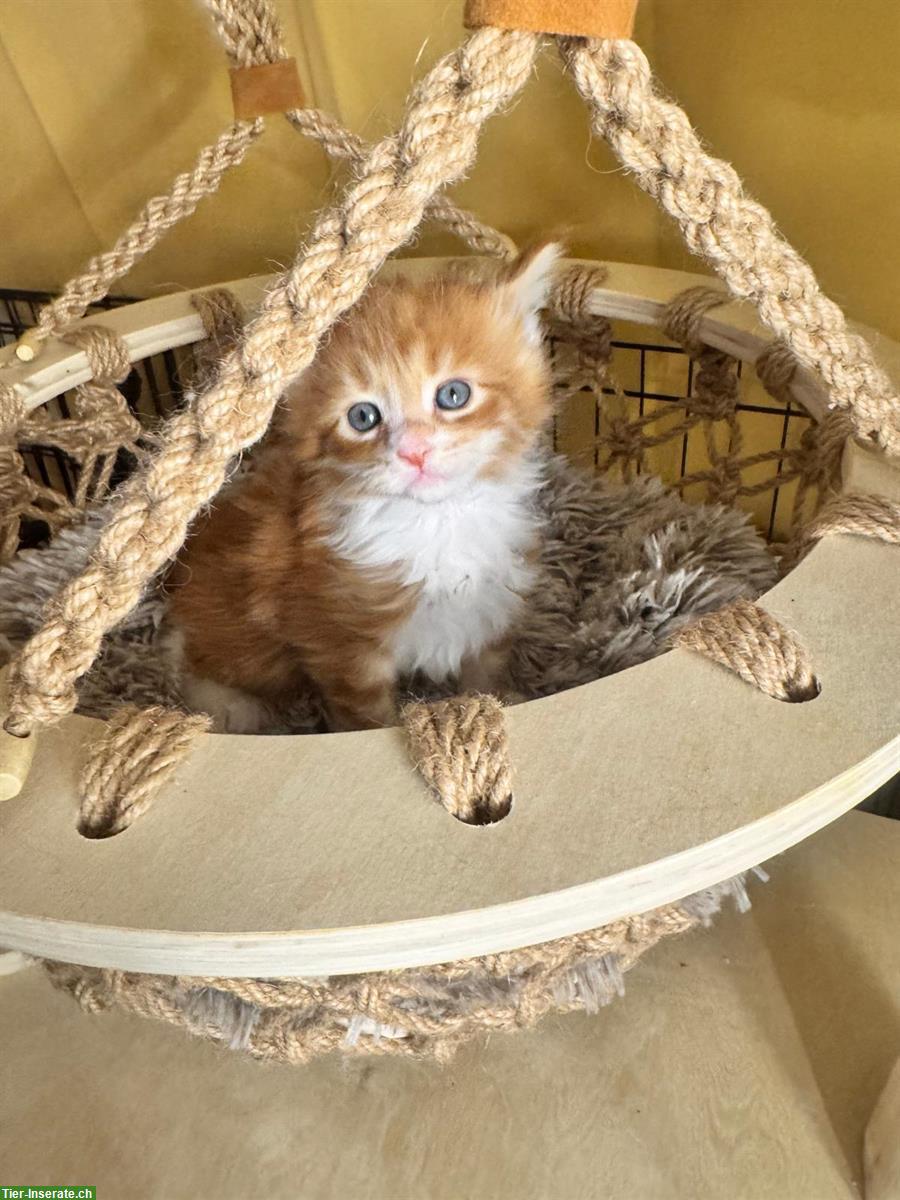 Bild 4: Reinrassige Maine Coon Kitten mit Stammbaum zu verkaufen