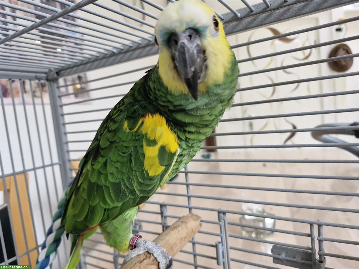 1.0 Blaustirnamazone, 3-jährig