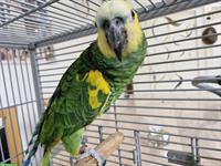 1.0 Blaustirnamazone, 3-jährig