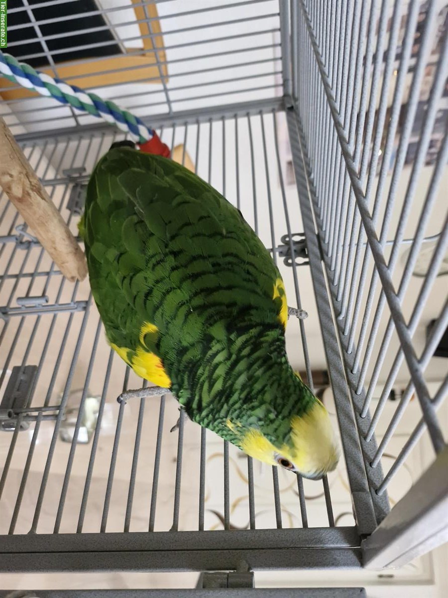 Bild 2: 1.0 Blaustirnamazone, 3-jährig