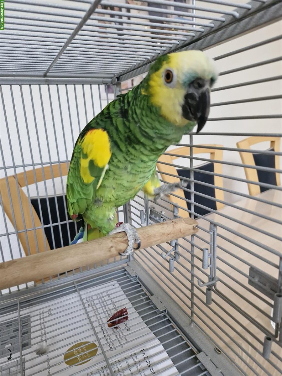 Bild 3: 1.0 Blaustirnamazone, 3-jährig