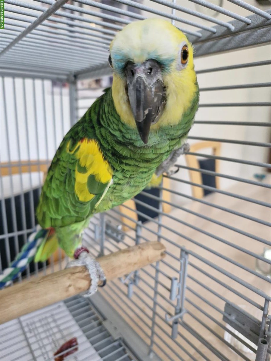 Bild 4: 1.0 Blaustirnamazone, 3-jährig