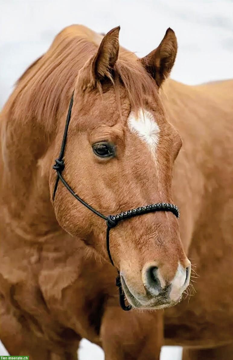 Western Reitbeteiligung für braven Quarter Horse Wallach, Vorarlberg