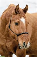 Western Reitbeteiligung für braven Quarter Horse Wallach, Vorarlberg