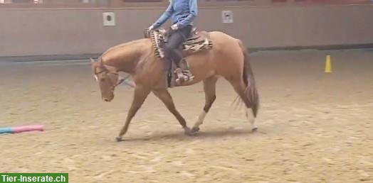 Bild 2: Western Reitbeteiligung für braven Quarter Horse Wallach, Vorarlberg