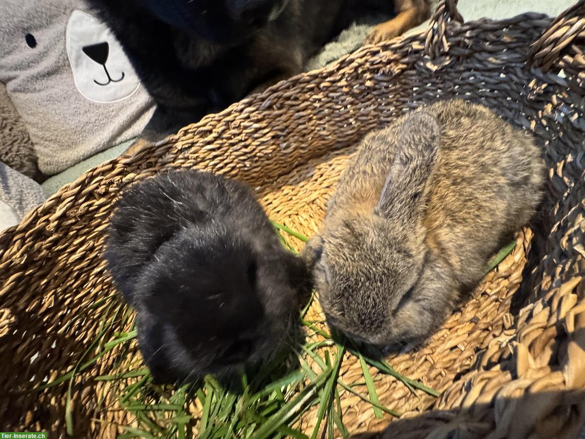 Zwergwidder Minilop Babys, braun und schwarz