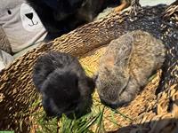 Zwergwidder Minilop Babys, braun und schwarz