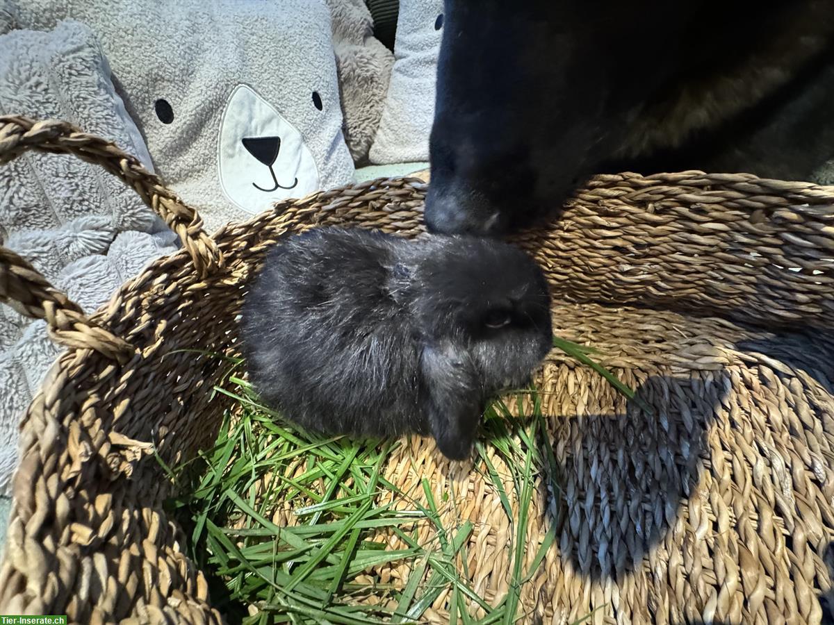 Bild 2: Zwergwidder Minilop Babys, braun und schwarz