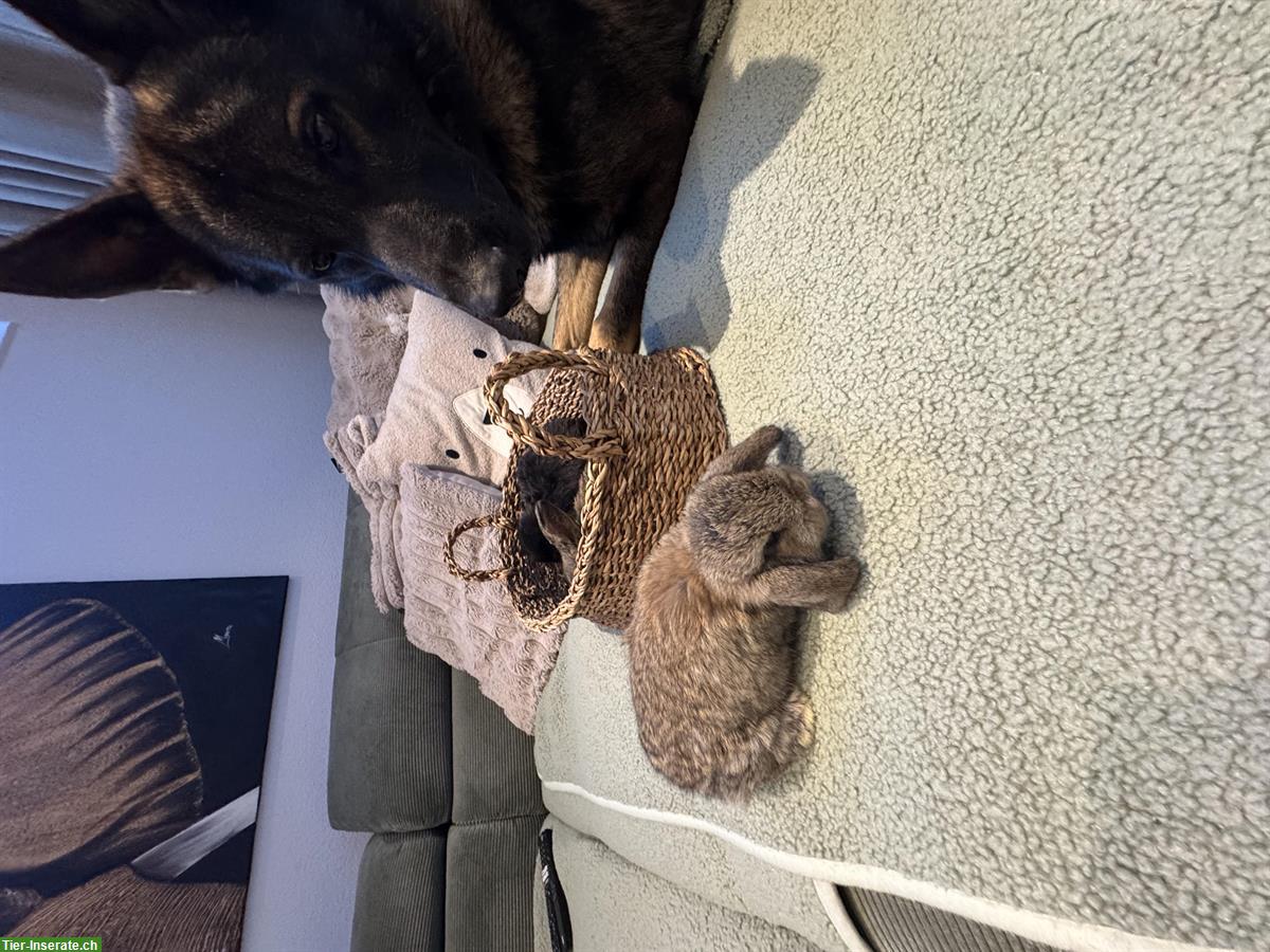 Bild 3: Zwergwidder Minilop Babys, braun und schwarz