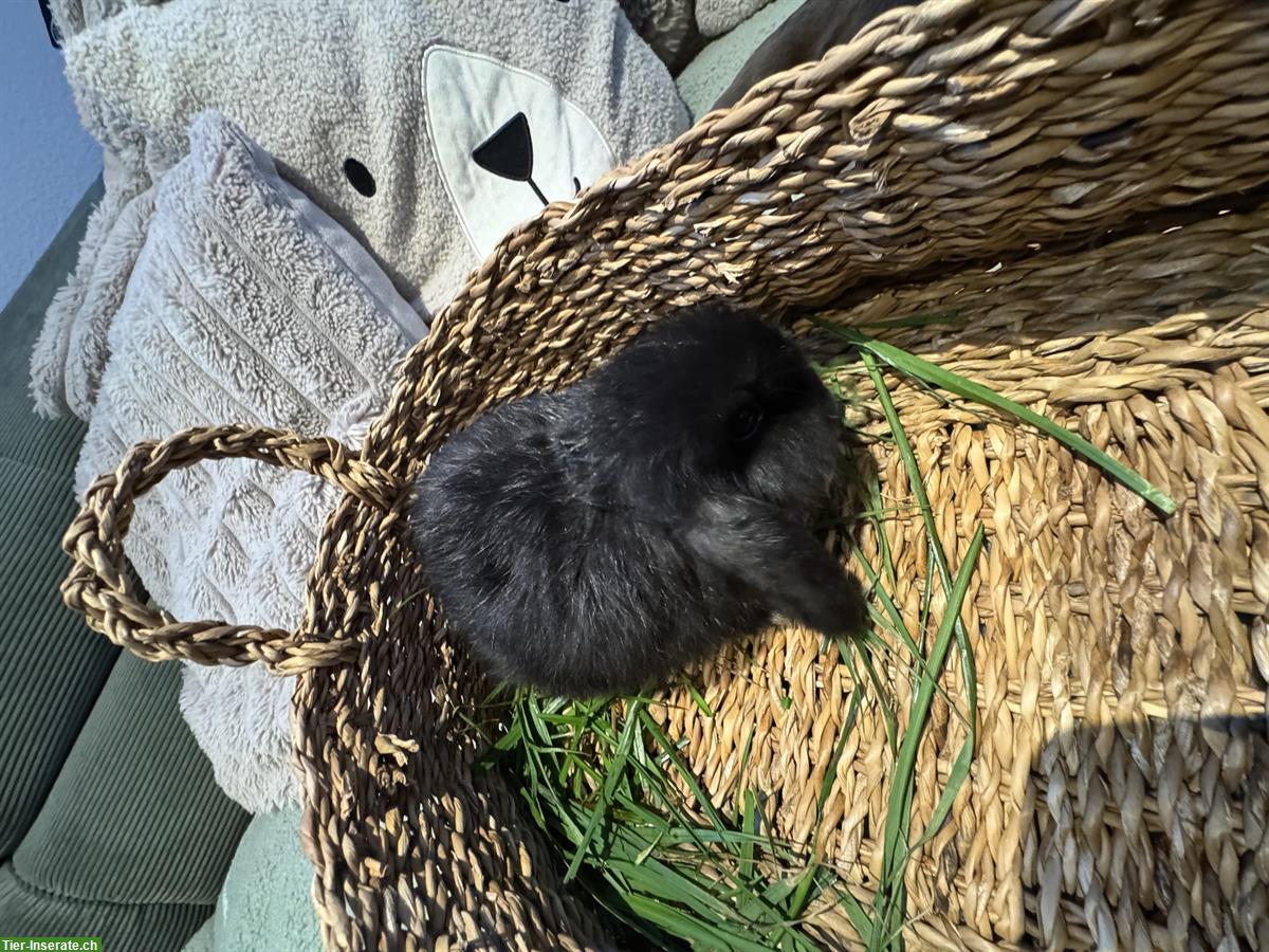 Bild 4: Zwergwidder Minilop Babys, braun und schwarz