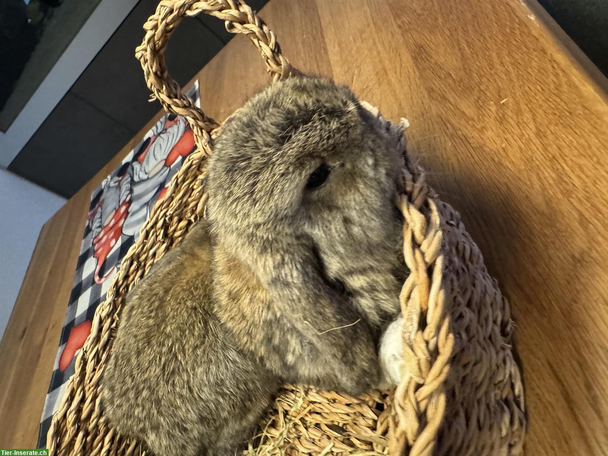 Bild 5: Zwergwidder Minilop Babys, braun und schwarz